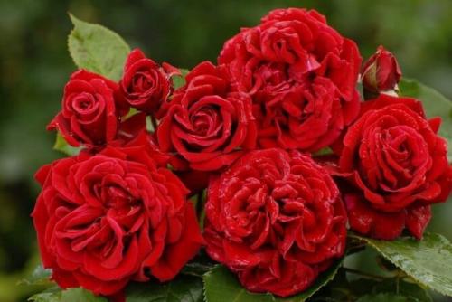 Безупречный газон и морозостойкие розы. Самые зимостойкие сорта плетистых и вьющихся роз