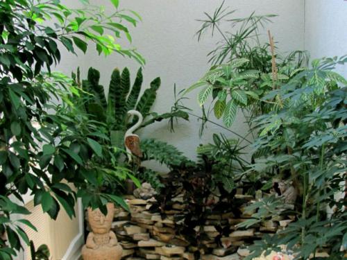 Тенелюбивые комнатные растения для кухни. 33 тенелюбивые комнатные растения с минимальными требованиями к освещению