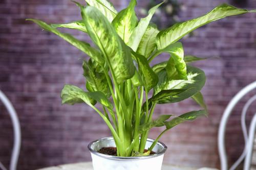 Комнатные растения быстро. Быстрорастущие лиственные растения