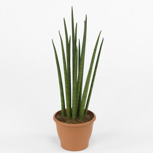 Цветущие комнатные растения не требующие света. 21 растение, которому достаточно мало света