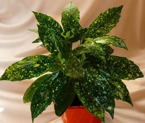 Тенелюбивые комнатные растения для спальни. 33 тенелюбивые комнатные растения с минимальными требованиями к освещению