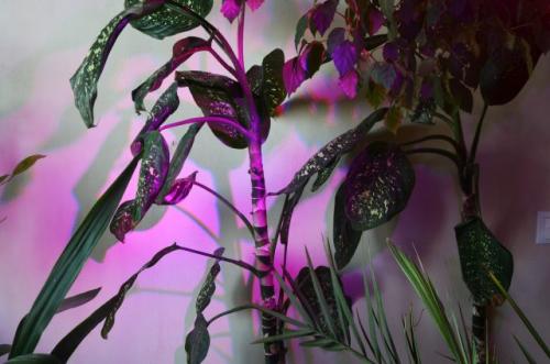 Комнатные растения, которым нужен свет. Досветка — дополнительная опция, но далеко не для всех растений