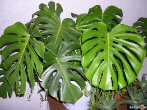 Самые теневыносливые комнатные растения. Цветущие теневыносливые комнатные растения 13