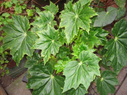 Самые теневыносливые комнатные растения. Цветущие теневыносливые комнатные растения 01