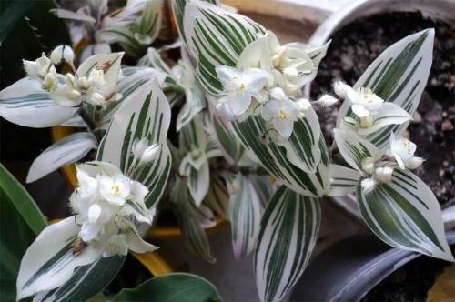 Комнатные растения быстро. Быстрорастущие лиственные растения