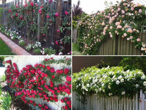 Ландшафтный дизайн розария. Розы в саду: ландшафтный дизайн участка