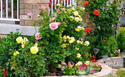 Кустовые розы в ландшафтном дизайне. Особенности выращивания