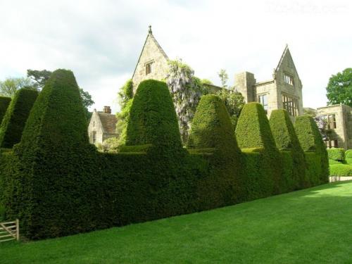 Живая изгородь в ландшафтном дизайне. Живая изгородь — лучшие растения и образы возможные для зеленого забора (85 фото)