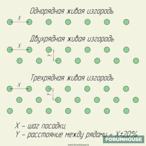 Как посадить живую изгородь. Схема посадки многорядной живой изгороди