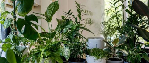 Тенелюбивые комнатные растения для спальни. 33 тенелюбивые комнатные растения с минимальными требованиями к освещению