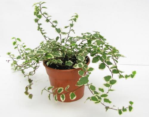 Тенелюбивые комнатные растения для дома. Добавление статьи в новую подборку 13 Тенелюбивые комнатные растения для дома. Добавление статьи в новую подборку 13