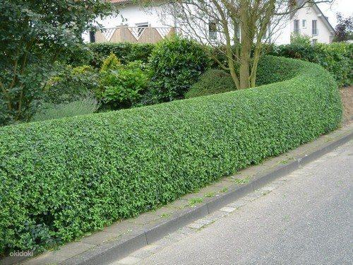 Живые изгороди в ландшафтном дизайне. 05 Живые изгороди в ландшафтном дизайне. 05