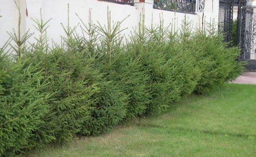 Живые изгороди в ландшафтном дизайне. 02 Живые изгороди в ландшафтном дизайне. 02