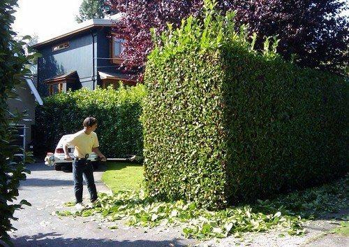 Живые изгороди в ландшафтном дизайне. 04 Живые изгороди в ландшафтном дизайне. 04