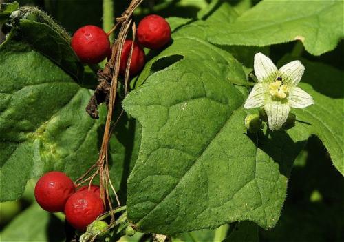 Многолетние вьющиеся растения для арки. Вьющиеся растения для арки быстрорастущие многолетние зимостойкие