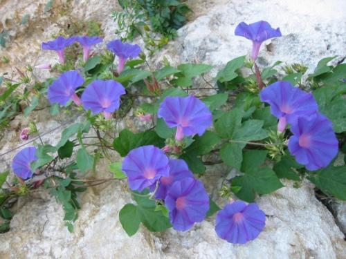 Многолетние вьющиеся растения для арки. Вьющиеся растения для арки быстрорастущие многолетние зимостойкие