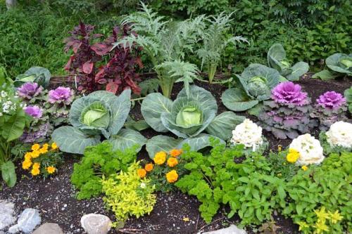 Цветы на даче. Как посадить красиво цветы на даче своими руками