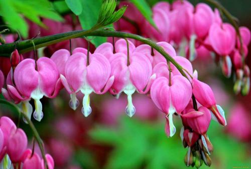 5 неприхотливых многолетников для тенистых уголков сада