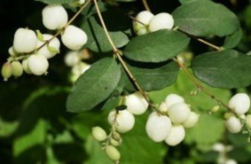 Цветник для сухой тени. Цветник в сухой тени