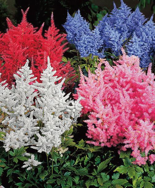 5 неприхотливых многолетников для тенистых уголков сада