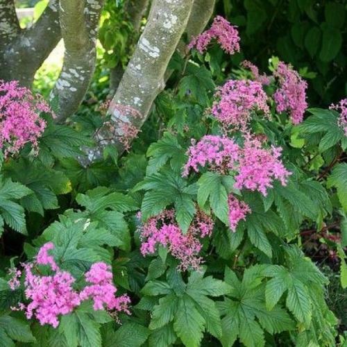 5 неприхотливых многолетников для тенистых уголков сада