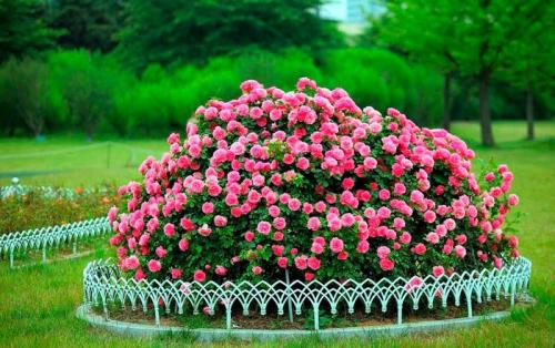 Клумба из роз своими руками. Красивая клумба с розами и другими цветами: 55 примеров с фото