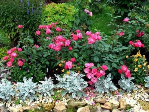 Клумба из роз своими руками. Красивая клумба с розами и другими цветами: 55 примеров с фото 21 Клумба из роз своими руками. Красивая клумба с розами и другими цветами: 55 примеров с фото 21