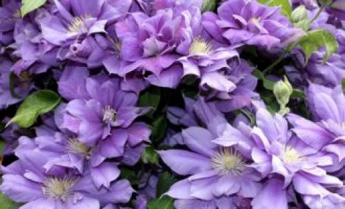 Клумбы с розами и другими цветами. Что посадить рядом с розами на одной клумбе? 43 фото