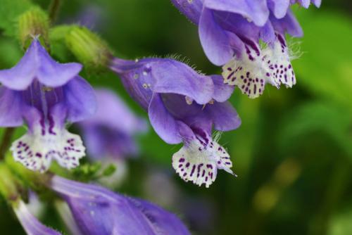 Почвопокровные для полутени. Почвопокровные многолетники (ТОП-25) — названия с фото