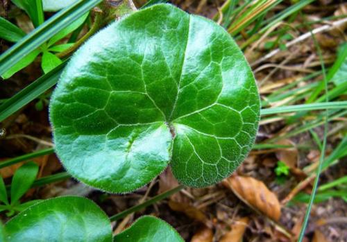 Почвопокровные для полутени. Почвопокровные многолетники (ТОП-25) — названия с фото