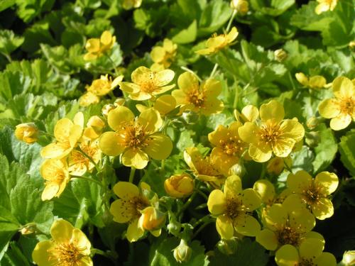 Почвопокровные для полутени. Почвопокровные многолетники (ТОП-25) — названия с фото