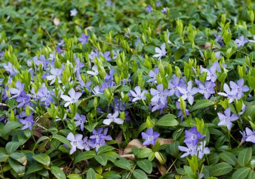 Почвопокровные для полутени. Почвопокровные многолетники (ТОП-25) — названия с фото