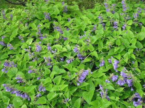 Почвопокровные для полутени. Почвопокровные многолетники (ТОП-25) — названия с фото