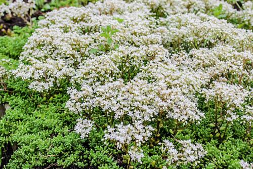 Почвопокровные для полутени. Почвопокровные многолетники (ТОП-25) — названия с фото