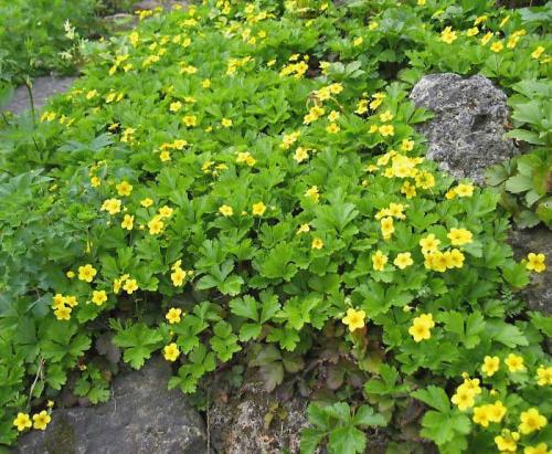 Почвопокровные для полутени. Почвопокровные многолетники (ТОП-25) — названия с фото