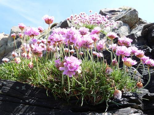 Быстрорастущие почвопокровные растения. Почвопокровники в саду. Как выбрать?