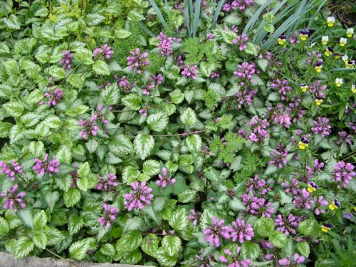 Почвопокровные для полутени. Почвопокровные многолетники (ТОП-25) — названия с фото