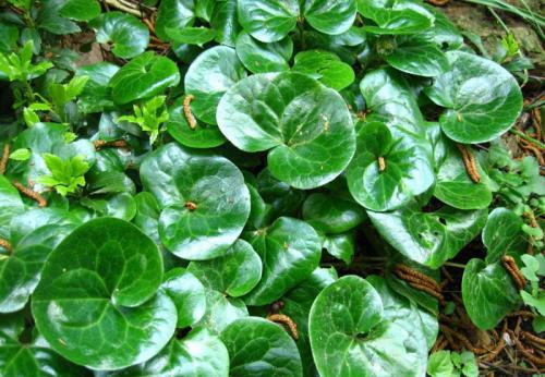 Почвопокровные для полутени. Почвопокровные многолетники (ТОП-25) — названия с фото