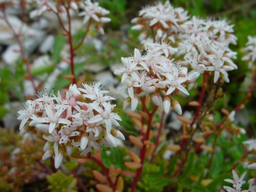 Почвопокровные для полутени. Почвопокровные многолетники (ТОП-25) — названия с фото