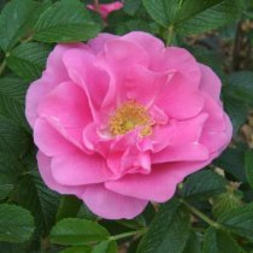 Засухоустойчивые сорта роз. Роза морщинистая (Rosa Rugosa)