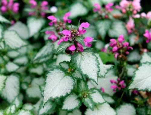 Почвопокровные растения для солнечных мест. Почвопокровные многолетники (ТОП-25) — названия с фото