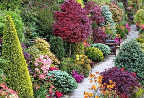 Быстрорастущие деревья для дачи. Классификация растений по темпам роста