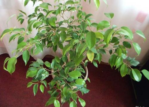 Большой список тенелюбивых растений. Самые популярные тенелюбивые и теневыносливые комнатные растения и цветы: список названий с описаниями и краткими советами по уходу