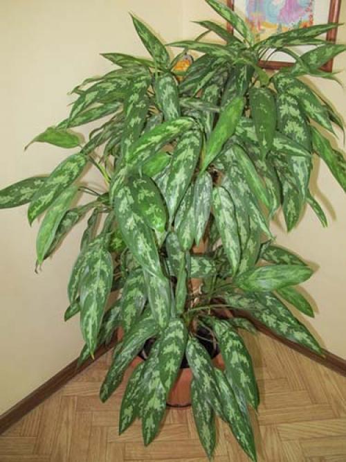 Большой список тенелюбивых растений. Самые популярные тенелюбивые и теневыносливые комнатные растения и цветы: список названий с описаниями и краткими советами по уходу