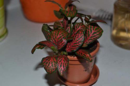 Большой список тенелюбивых растений. Самые популярные тенелюбивые и теневыносливые комнатные растения и цветы: список названий с описаниями и краткими советами по уходу