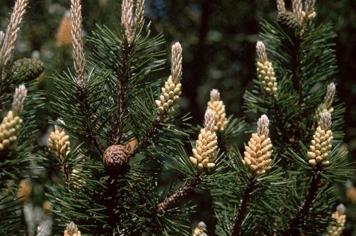 Хвойные для тени. Советы от Петровны: какие хвойные деревья выбрать и где их посадить