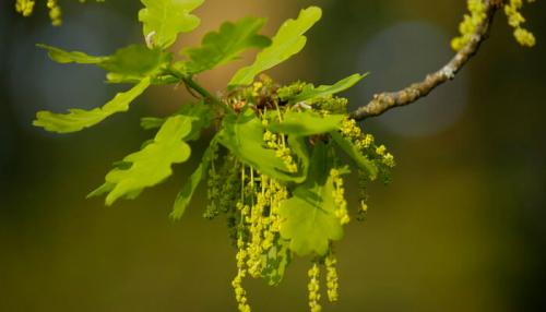 Дуб светолюбивое растение. Дуб черешчатый: фото и описание посадки и ухода