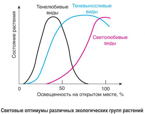 В чем отличие светолюбивых и тенелюбивых растений. *§ 5—1. Экологические группы растений по отношению к световому режиму среды обитания