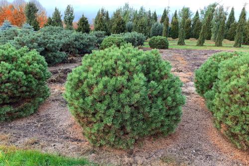 Готовые схемы хвойных клумб. Как выбирать хвойные растения для клумб