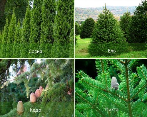 Хвойные деревья для сада. Хвойные деревья: названия с описаниями и фото